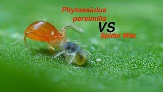 Phytoseiulus persimilis VS spider mite