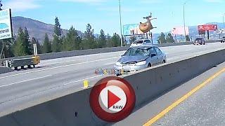 Deer struck on highway by moving vehicle