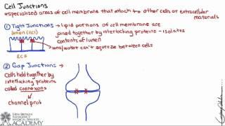 Cell Junctions