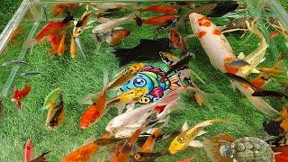 Unboxing Colorful Ornamental Fish, Oscar Fish, Koi Fish, Goldfish, Glofish, Catfish, Turtles