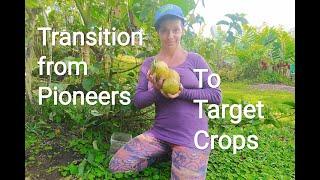 Syntropic Agroforestry: How and When to Transition from Pioneer Plants to Target Phase