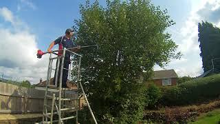 Goat Willow Tree Reduction Job