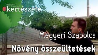 Növény összeültetések - Gingko biloba - Megyeri Szabolcs online Kertészet Győr