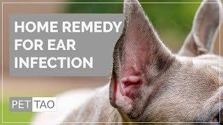 Home Remedy for Dog Ear Infections - How to Clean Your Dog's Ears at Home