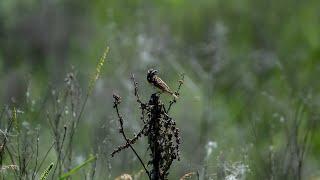 Field birds of Ukraine (Cherkas'ka Lozova, Kharkiv)