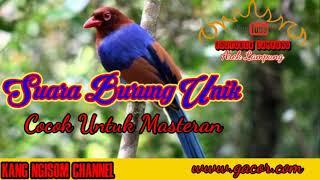 Masternya Para Juara ll Suara Emas Burung Lomba Sudah Terbukti Ampuh