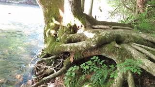 Peaceful Walk by the Crystal Clear Oconaluftee River - Great Smoky Mountains, North Carolina