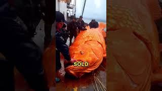 Biggest Fish EVER! 