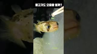 물고기들은 과연 물속에서 오줌을 쌀까?