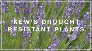 How to plant a drought tolerant garden with Kew | Hubbub Campaigns