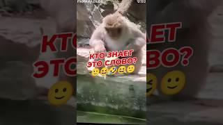 Какое слово? 