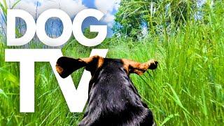 GoPro DogTV | 5hrs Of Relaxing Virtual Dog Adventures With Calming Music & Nature Sounds  Dog POV