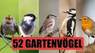 52 häufige Gartenvögel | Gesang, Aussehen und mehr