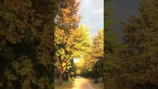 #shorts Осень в своей красе. Новосибирск. Золотая осень.
