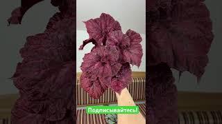 Заказ бегоний #begonia