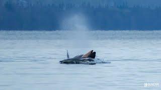 Orca mother carrying body of another dead calf in act of grief