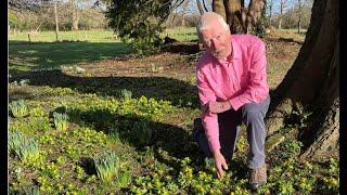 Winter Aconite with  John Feehan,  Wildflowers of Offaly series