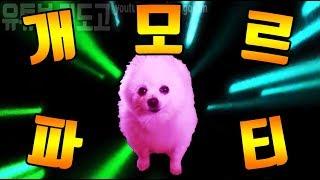 개모르파티 MV (feat. gabe the dog) / 아모르파티 강아지 리믹스