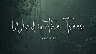 "Wind in the Trees" Shot on the Canon R6