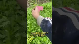 生态菜园如何控制草与菜和谐共处