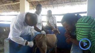 Treatment of rectal prolapse in donkeys