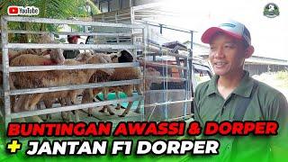 BUNTINGAN AWASSI & DORPER , F1 DORPER DI JEMPUT MAS ROHMAN DARI GRINGSING  BATANG