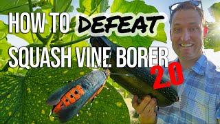 Defeat squash vine borer in your garden with this super simple method!