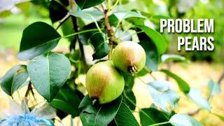 Two Problems with Growing Pear Trees: Fireblight & Wildlife