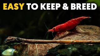 The Ultimate Red Cherry Shrimp Care Guide For Beginners!