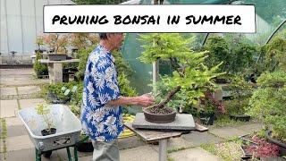 Pruning Bonsai in Summer