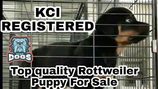 Kci Registered Top quality Rottweiler Puppy For Sale