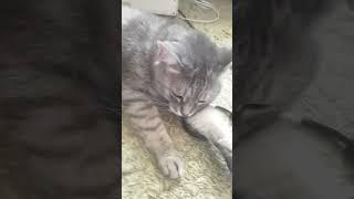 cat edit 2 #cat #music #catlover #youtubeshorts