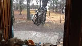 Birds On The Feeder - Tufted Titmouse