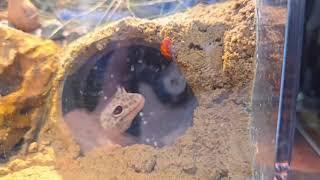 【實際使用】那隻魚水族親手打造守宮的家  爬蟲造景 / 飼養環境 / 佈置