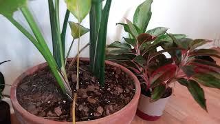 Massive Plant Failure: Dying White Bird of Paradise.