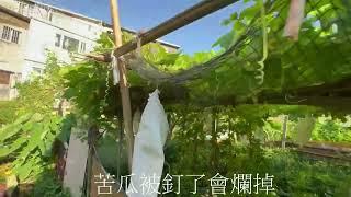 苦瓜種植可以預防血糖過高