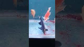 black ghost knife fish #viral #fishlover #fishtank #fish #blackghost