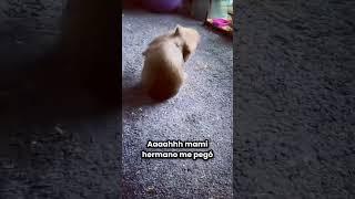 Hermano llorón #viral  #fyp  #fun  #diversion  #interesante #funny #shorts