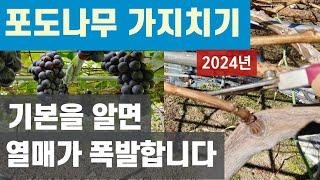 포도나무 가지치기 - 기본을 알면 열매가 폭발합니다