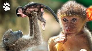 ADORABLE Baby Baboon  - Primates - HD wildlife documentary - AMP