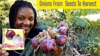 How To Grow Onions In Containers From Seeds To Harvest || Step-by-Step Onion Guide||For Beginners