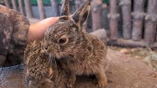 Родились злобные Лилитусики!