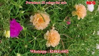 50 colors 500rs only - Portulaca - Table rose - Moss Rose - Pathumani - WhatsApp : 8248414402