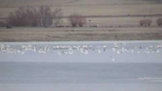 Snow Geese Migration - Freezeout Lake Montana