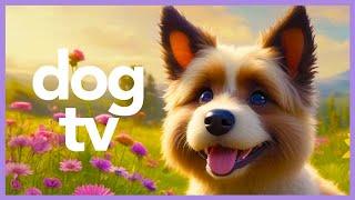 Dog TV! | 20 hours of virtual dog walk | Petflix Video for Dogs