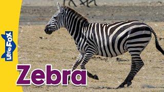 Meet the Animals | Horses | Zebra | Stories for Kindergarten