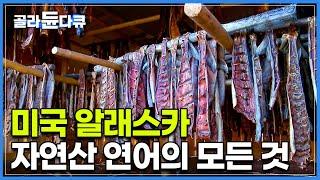 세계 최대를 자랑하는 알래스카 자연산 연어의 모든 것!┃미국 알래스카에서 겨울 월동 준비하는 법┃자연산 연어 잡이┃알래스카 연어┃인간과 바다┃#골라듄다큐