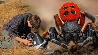 I Found the Rare Ladybird Spider!! - Macro Walks ep7