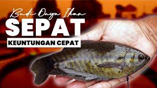 #budidaya #ikan #sepat keuntungan cepat dan mengurangi ketergantungan tangkapan alam