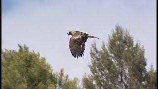 Birds of prey in Spain, including Spanish Imperial Eagles, Summer 2022